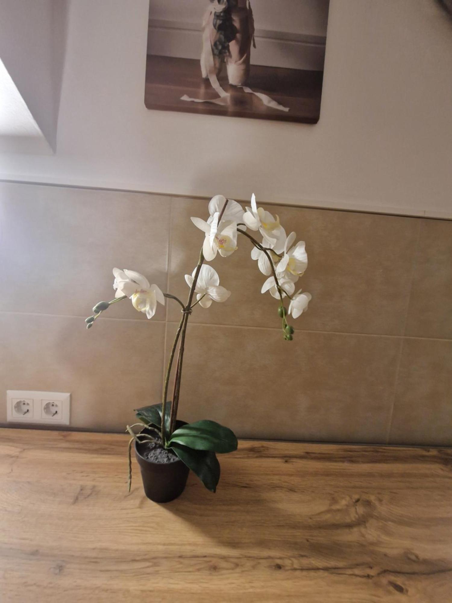 Gent Apt Vienna Esterno foto